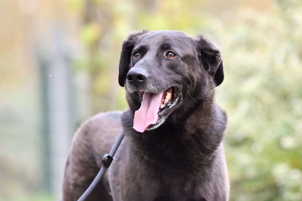 Sebastian, male senior Mixed Breed for adoption at Tierheim Siegen, Siegen