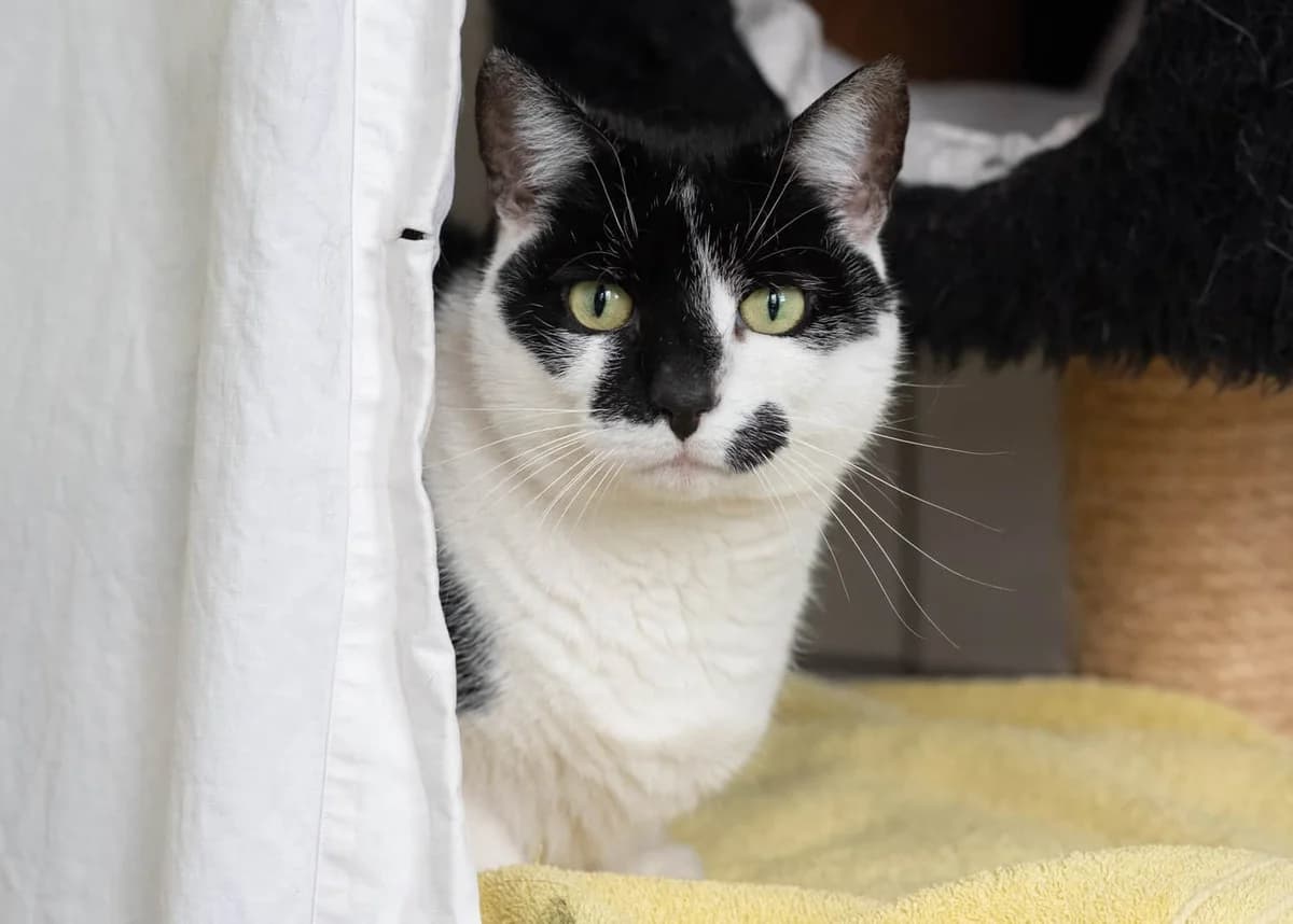 Shary,  Mixed Breed Cat for adoption at Tierheim Siegen, Siegen