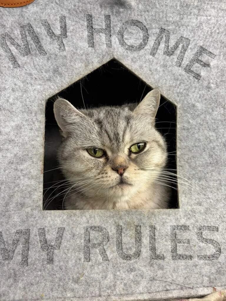 Shihiro, female Mixed Breed Cat for adoption at Tierheim Siegen, Siegen