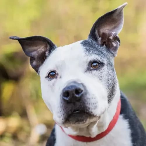 Silly, female senior Staffordshire Bull Terrier for adoption at Tierheim Köln, Cologne