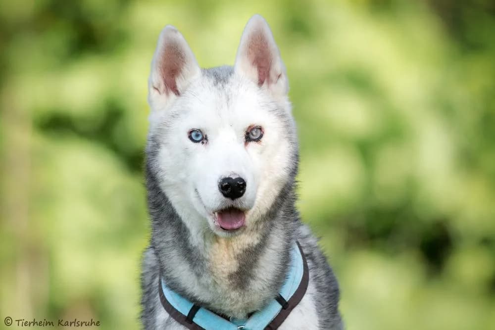 Simba, male 4yo Mixed Breed for adoption at Tierheim Karlsruhe, Karlsruhe