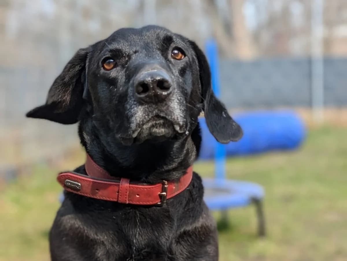 Sir Toby,  Mixed Breed for adoption at Tierheim Halle, Halle