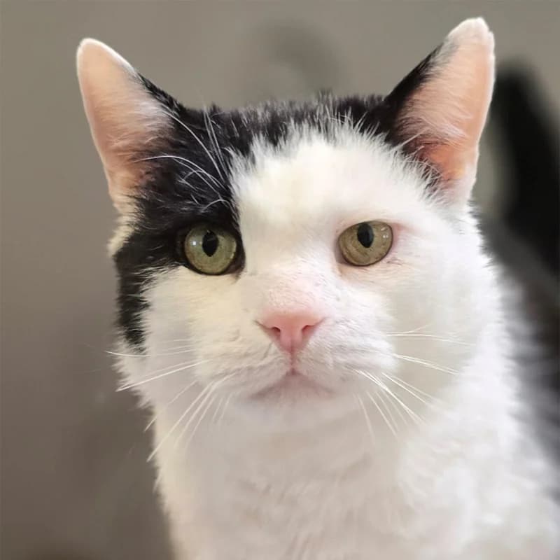 Sir Willy Meier, male senior mixed breed for adoption at Tierheim Hannover, Hannover