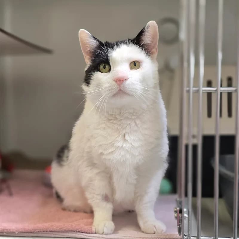 Sir Willy Meier photo 4