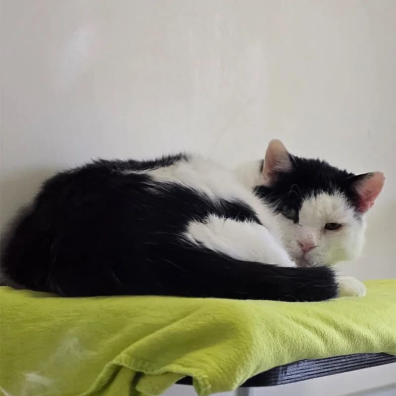 Sir Willy Meier photo 7