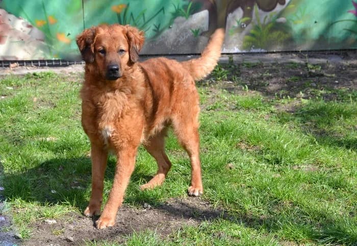 Skipper,  5yo Mixed Breed for adoption at Tierheim Paderborn, Paderborn
