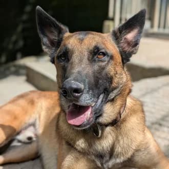Sky, rot male young Belgian Malinois for adoption at Tierheim Würzburg, Würzburg