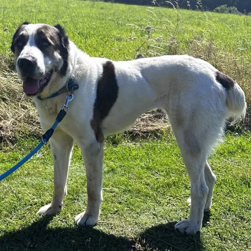 Smilla (im bmt-Tierheim Eifelhof) photo 5