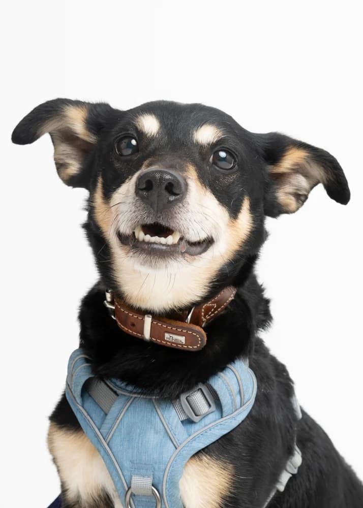 Snoopy, male senior Jack Russell Terrier for adoption at Tierheim Schlage