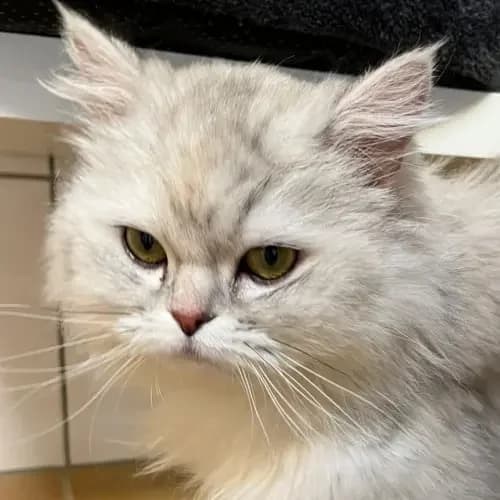 Sophie (in Behandlung)