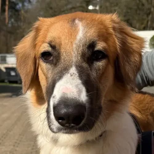 Soraya, female Mixed Breed for adoption at Tierheim Köln, Cologne
