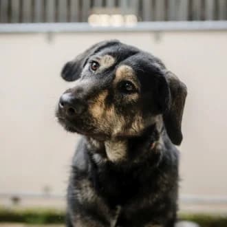 Soy, female young mixed breed for adoption at Tierheim Würzburg, Würzburg