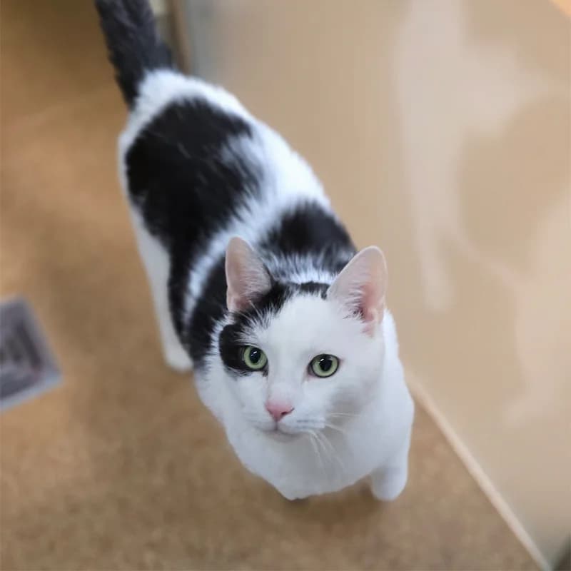 Speko Latius photo 2