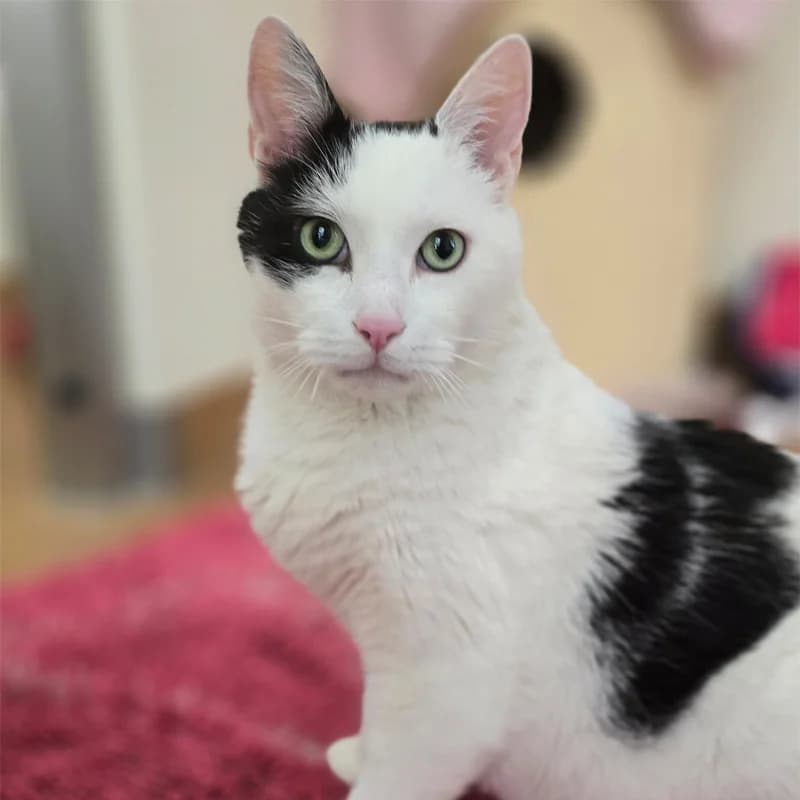 Speko Latius photo 3