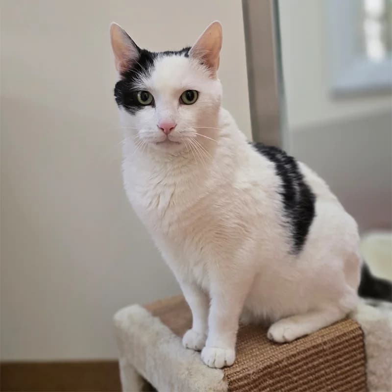 Speko Latius photo 4