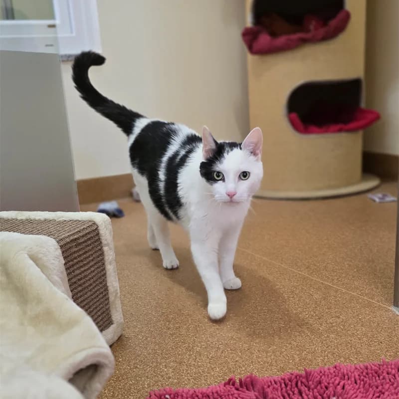 Speko Latius photo 5