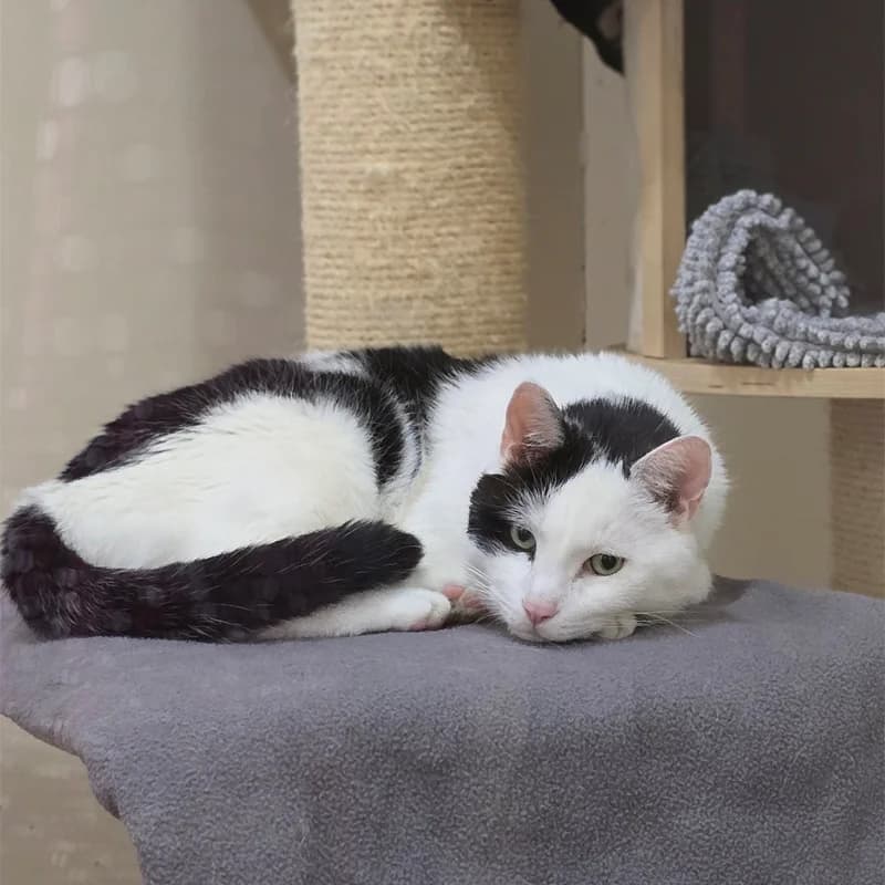 Speko Latius photo 6