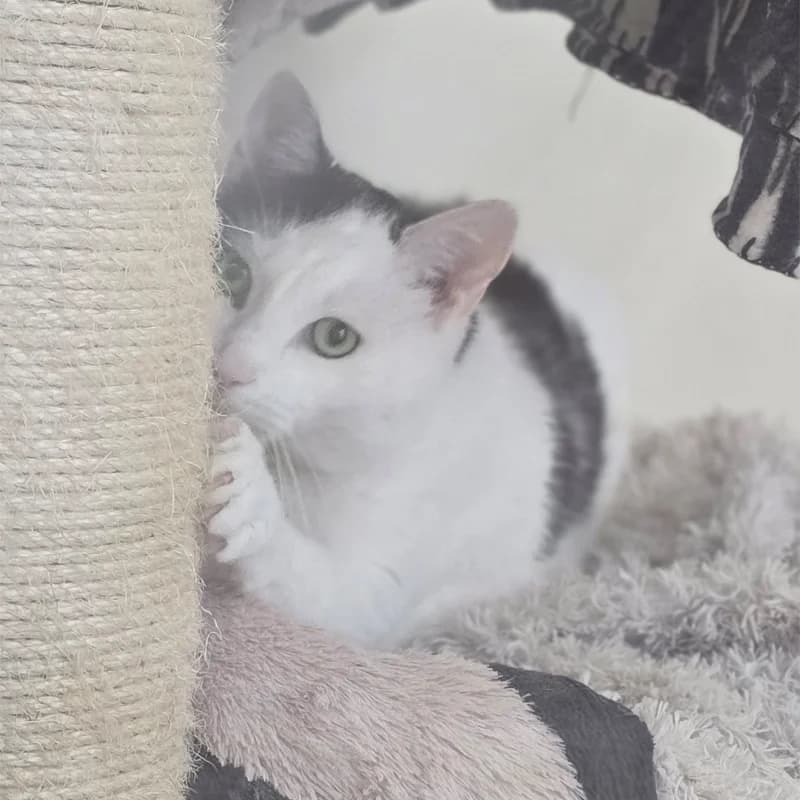 Speko Latius photo 7