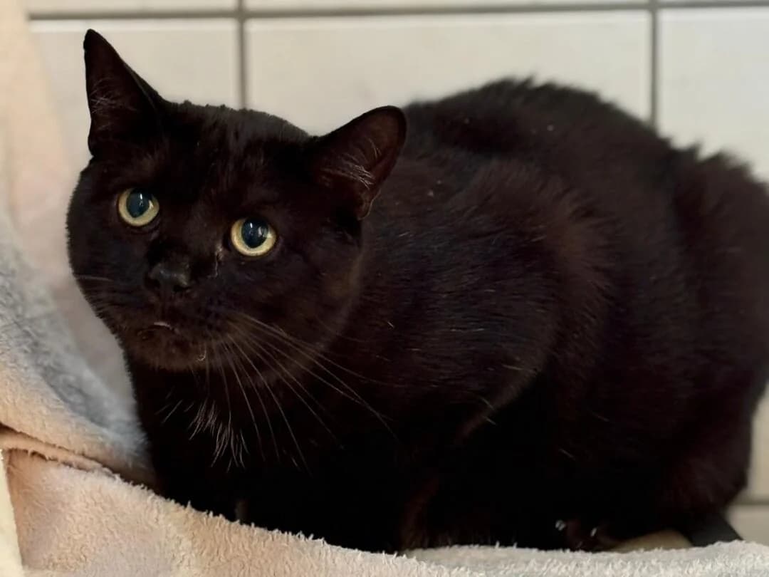 Taavi – Pflegestelle gesucht!,  Domestic Shorthair for adoption at Tierheim Halle, Halle