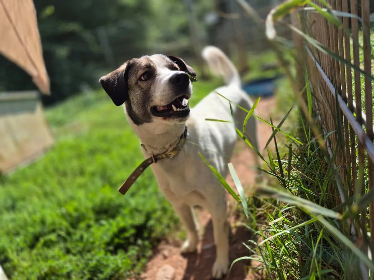 Tammi, Mixed Breed (Tierschutzverein Trier und Umgebung e.V.)