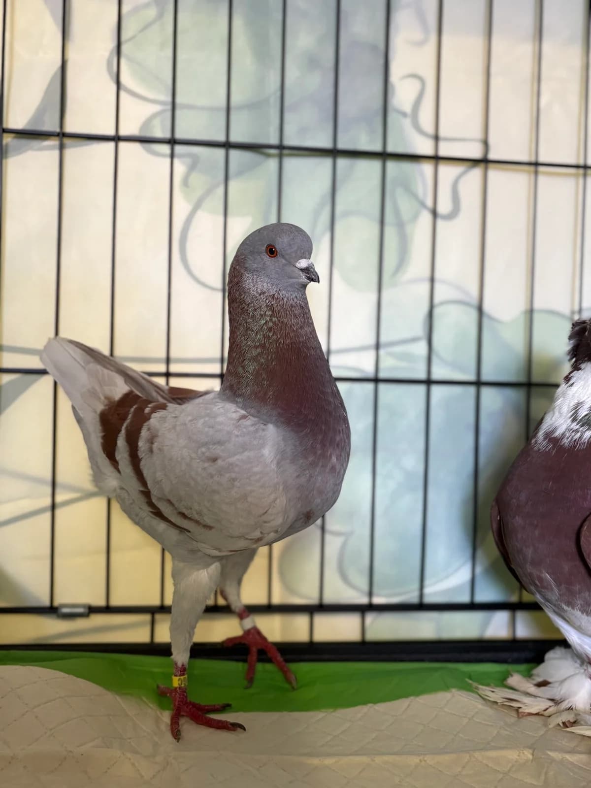 Tauben,  Mixed Breed for adoption at Tierheim Augsburg, Augsburg