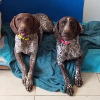 Tchoupie und Tabby, female German Shorthaired Pointer for adoption at Tierheim Würzburg, Würzburg