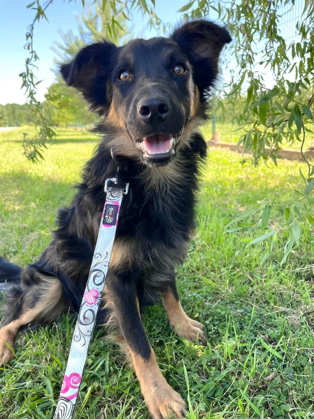 Teddy, male puppy Doberman for adoption at Tierheim Paderborn, Paderborn