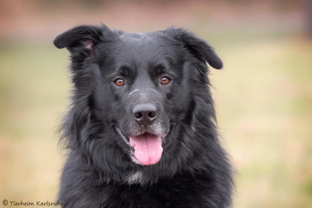 Teddy, male senior Mixed Breed for adoption at Tierheim Karlsruhe, Karlsruhe