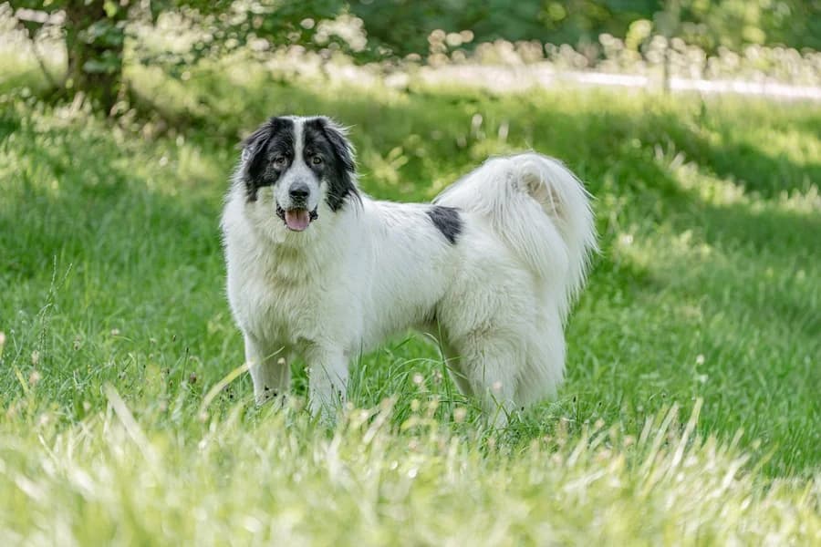 Teo (HSH), male Mixed Breed for adoption at Tierheim Ludwigsburg, Ludwigsburg