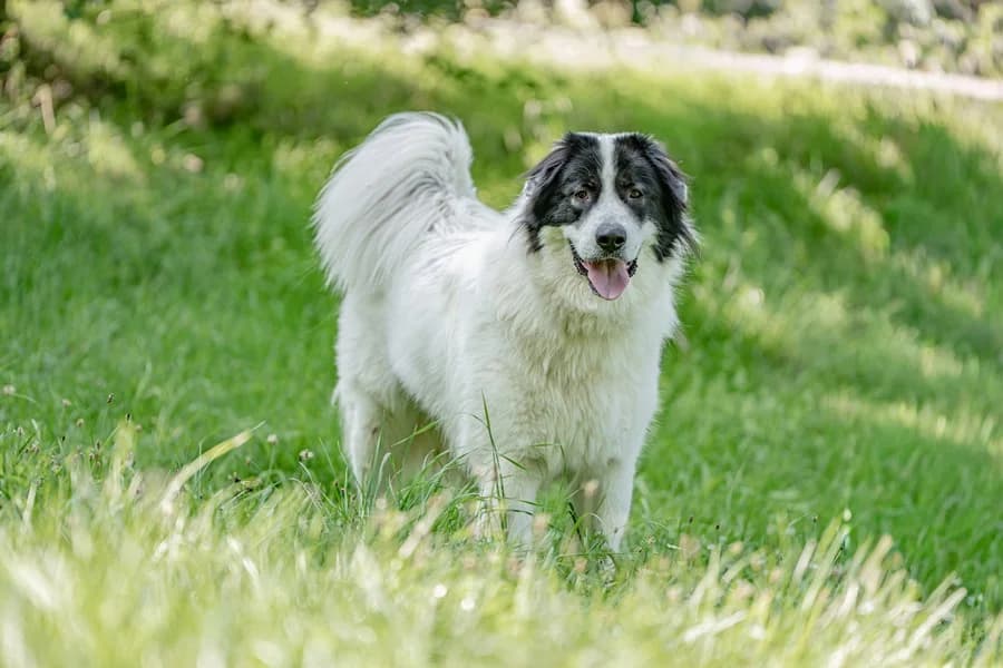 Teo (HSH), white male Mixed Breed for adoption at Tierheim Ludwigsburg, Ludwigsburg — photo 2 of 2