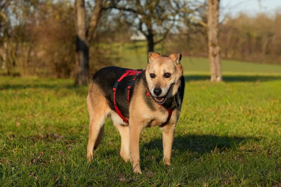 Theodore (Senioren), male senior Mixed Breed for adoption at Tierheim Ludwigsburg, Ludwigsburg
