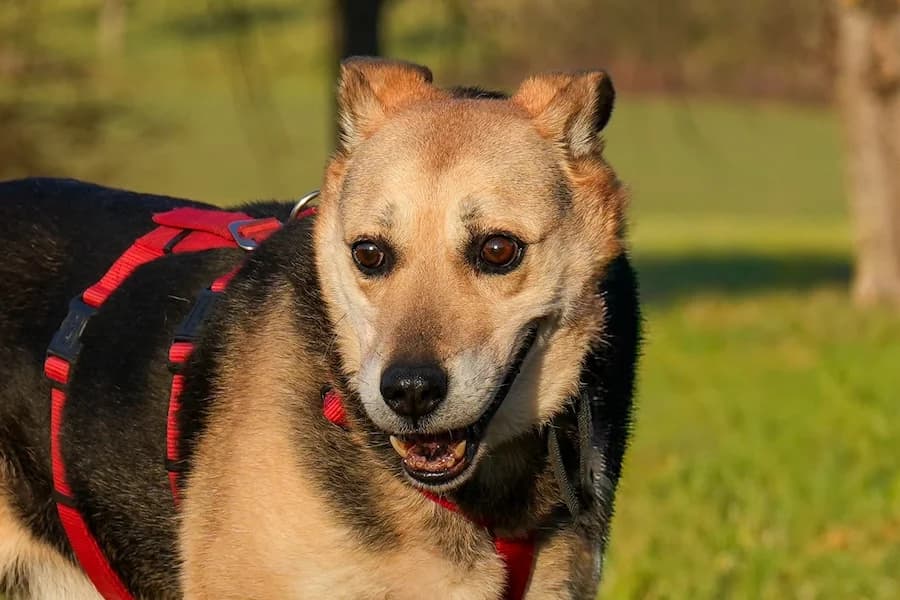 Theodore (Senioren), tan male Mixed Breed for adoption at Tierheim Ludwigsburg, Ludwigsburg — photo 2 of 2