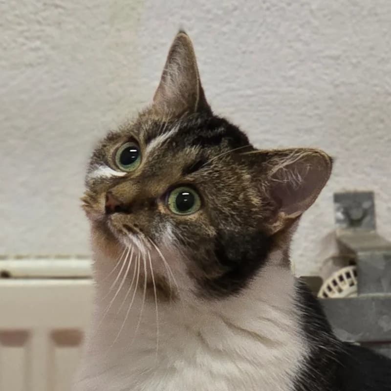 Theresa, female mixed breed for adoption at Tierheim Hannover, Hannover
