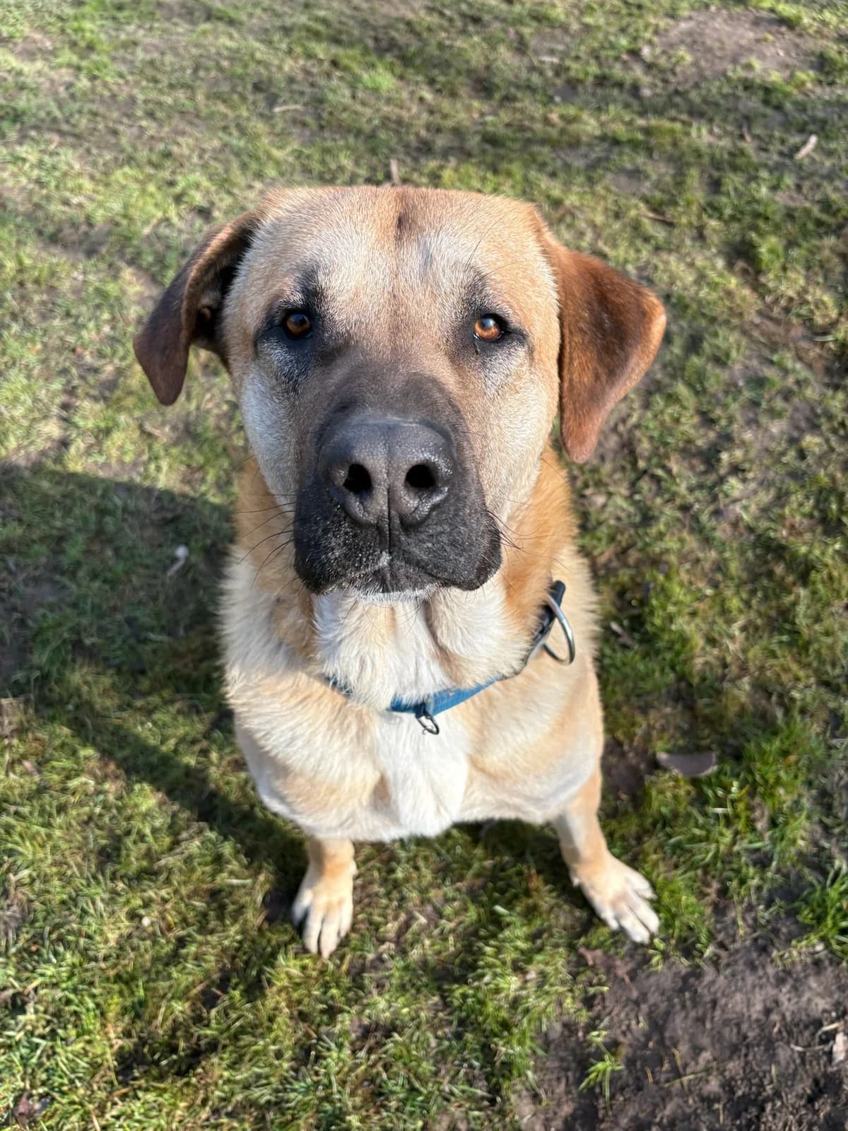 Thiago (hat Interessenten), male 3yo mixed breed for adoption at Tierheim Augsburg, Augsburg