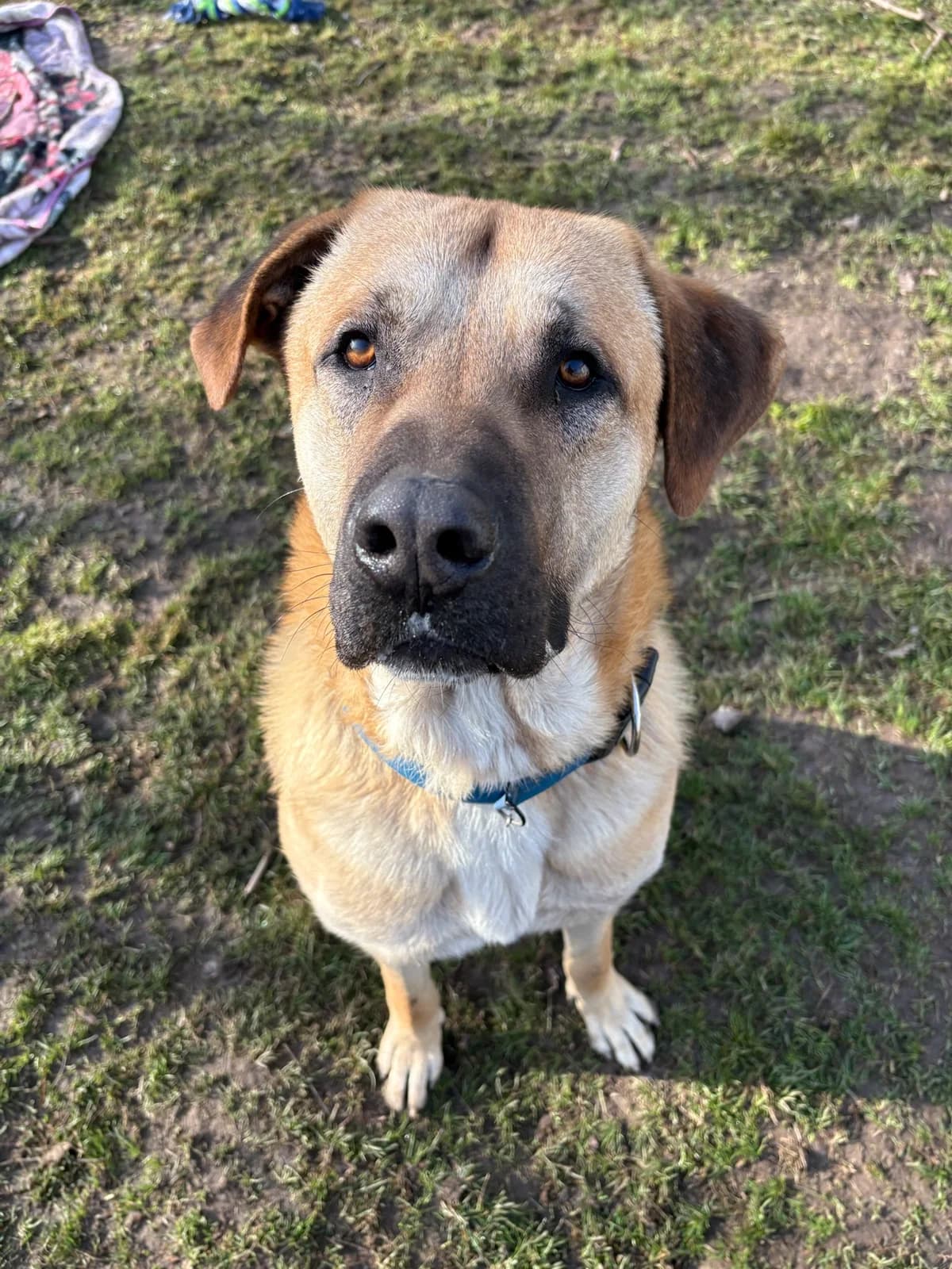 Thiago, yellow male mixed breed for adoption at Tierheim Augsburg, Augsburg — photo 2 of 4