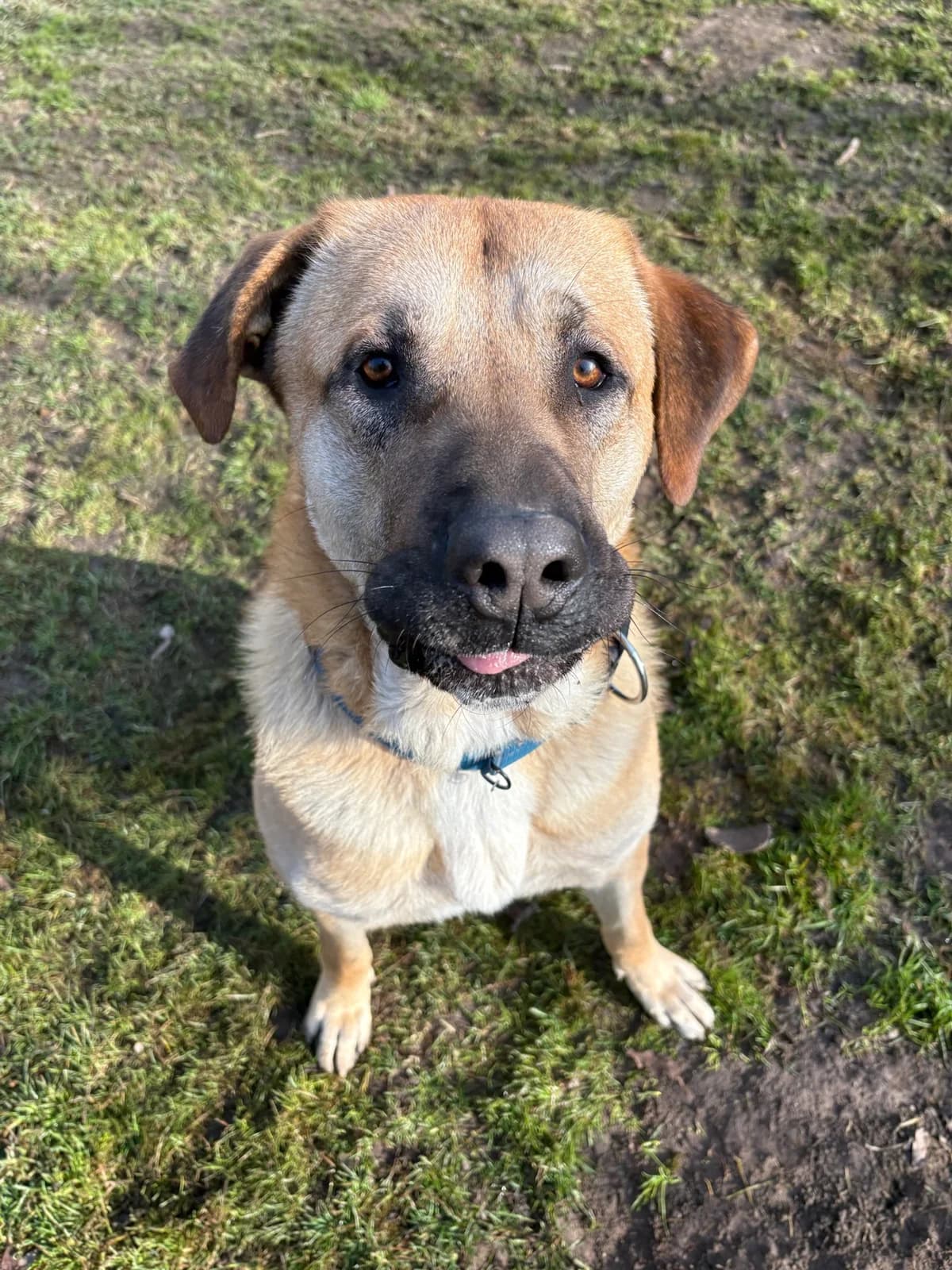 Thiago, yellow male mixed breed for adoption at Tierheim Augsburg, Augsburg — photo 3 of 4