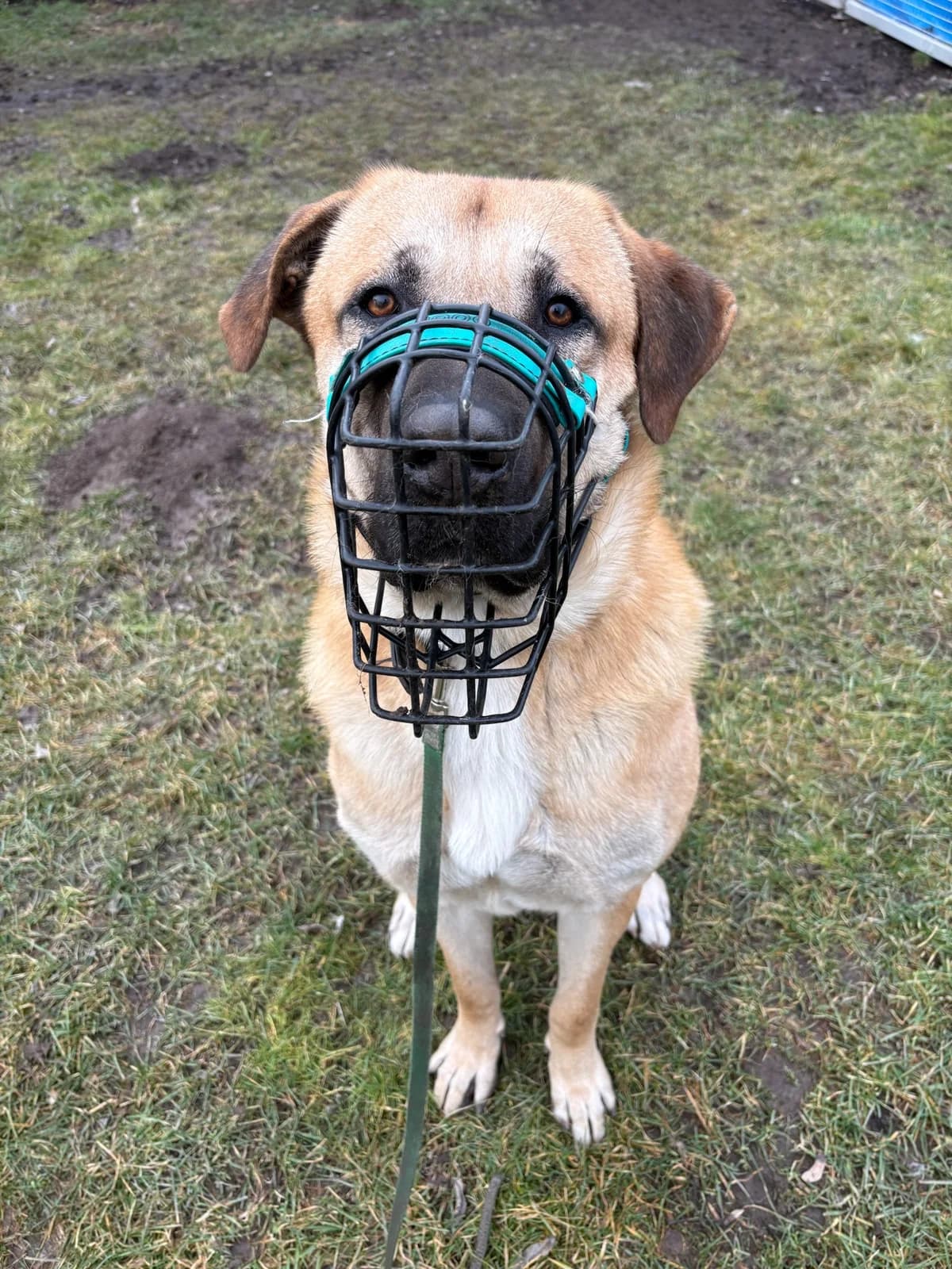 Thiago, yellow male mixed breed for adoption at Tierheim Augsburg, Augsburg — photo 4 of 4