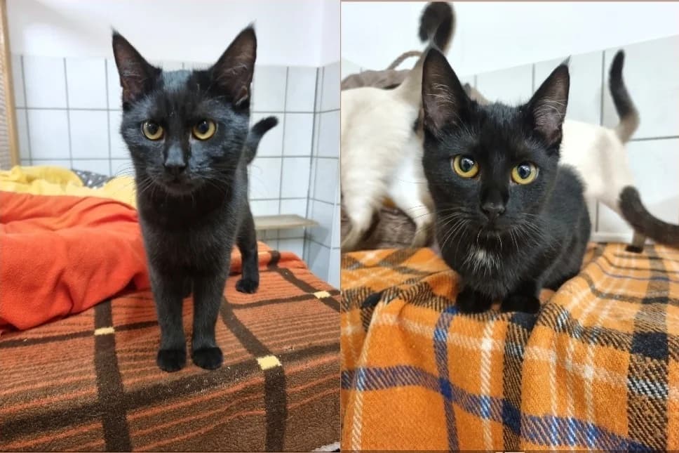 Tilda & Trudy,  Domestic Shorthair for adoption at Tierheim Halle, Halle