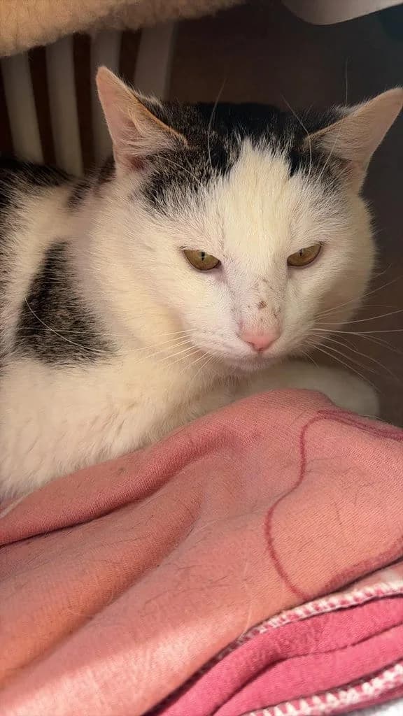 Timmy, female Mixed Breed Cat for adoption at Tierheim Siegen, Siegen