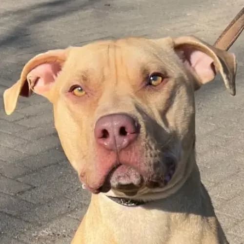Timon (reserviert), male 3yo Pit Bull Terrier for adoption at Tierheim Köln, Cologne