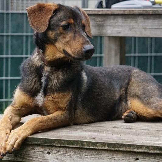 Tobi, male Mixed Breed for adoption at Tierheim Hannover, Hannover