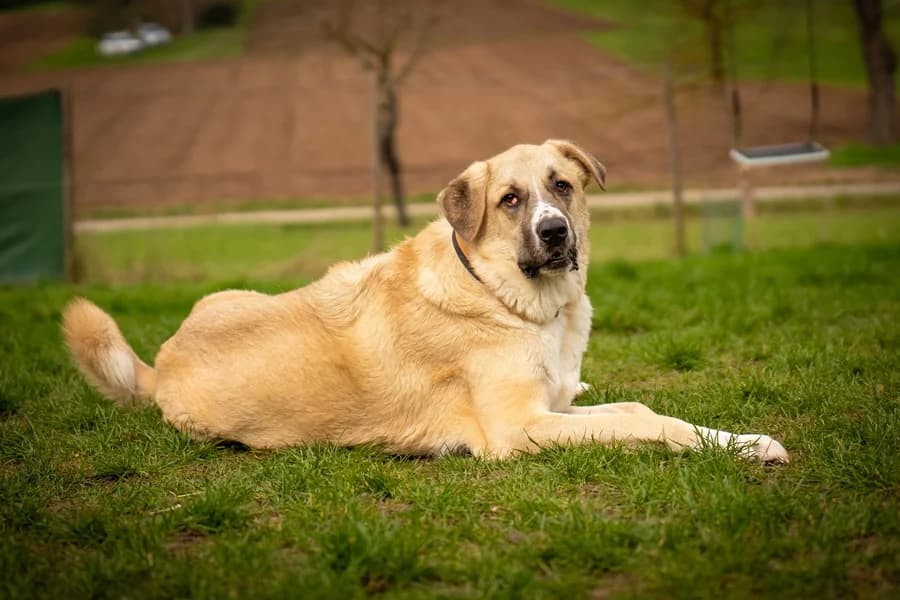 Tommi, male 4yo mixed breed for adoption at Tierheim Ludwigsburg, Ludwigsburg