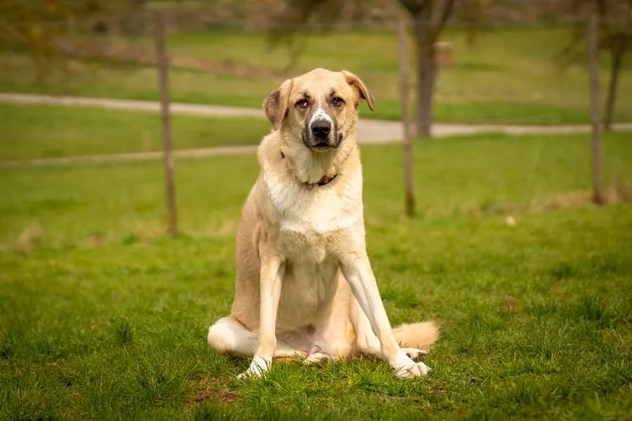 Tommi, cream male mixed breed for adoption at Tierheim Ludwigsburg, Ludwigsburg — photo 2 of 3