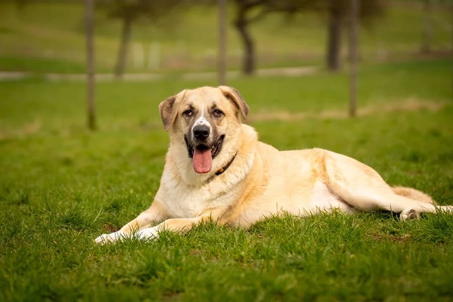 Tommi, cream male mixed breed for adoption at Tierheim Ludwigsburg, Ludwigsburg — photo 3 of 3