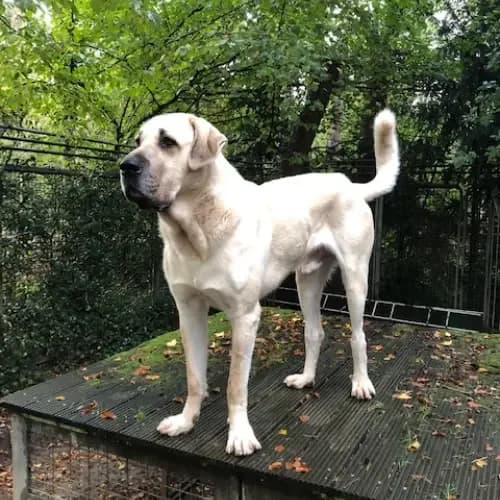 Torros, male 7yo Mixed Breed for adoption at Tierheim Köln, Cologne