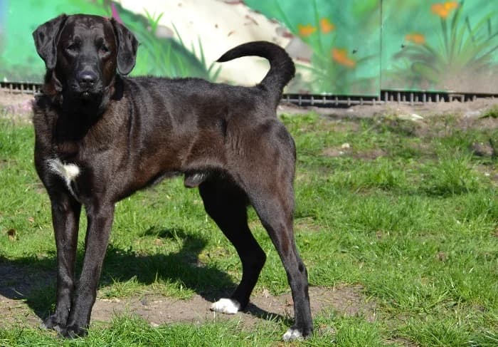 Tucker, male senior Mixed Breed for adoption at Tierheim Paderborn, Paderborn