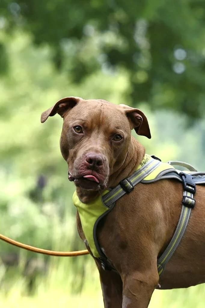 Tuco, male senior Mixed Breed for adoption at Tierheim Siegen, Siegen