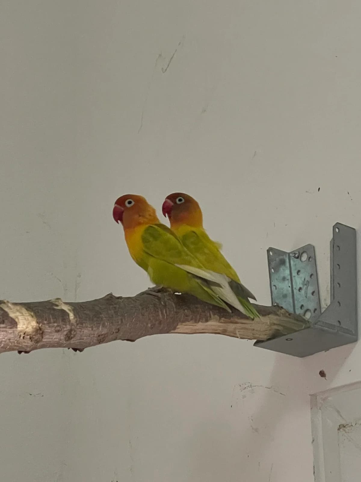 Unsere Agaporniden (haben Interessenten), male Lovebird for adoption at Tierheim Augsburg, Augsburg