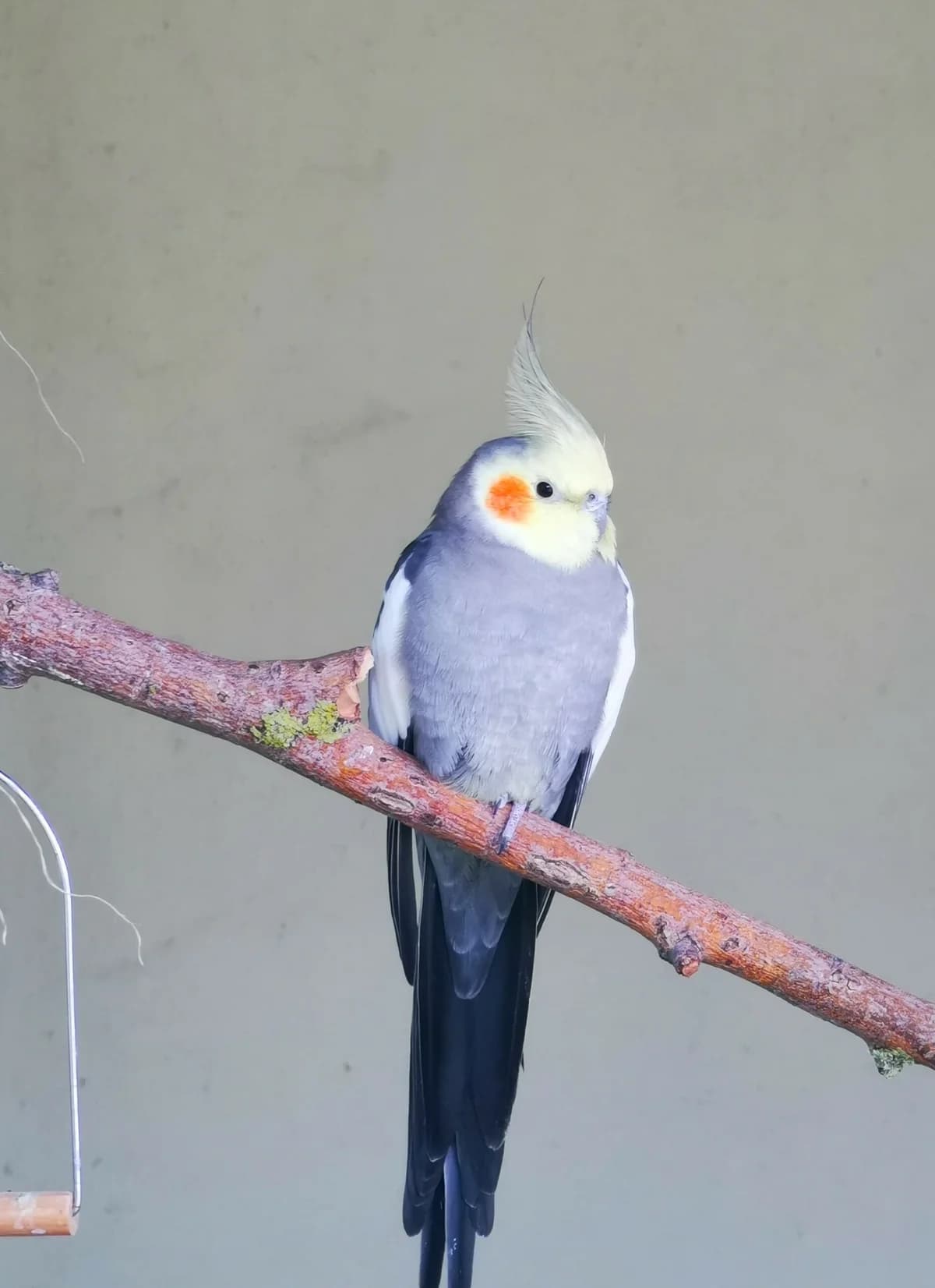 Unsere Nymphensittiche (haben Interessenten), male Cockatiel for adoption at Tierheim Augsburg, Augsburg