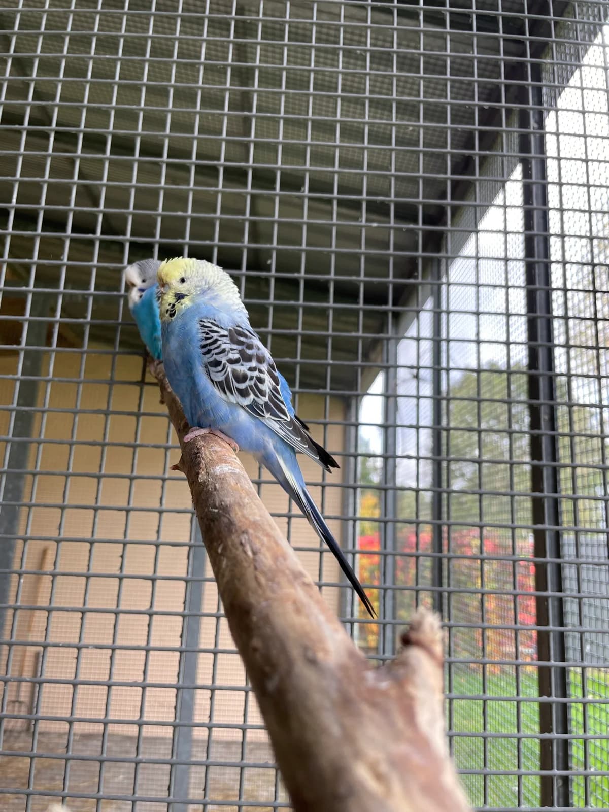 Unsere Wellensittiche, yellow_tan_blond_fawn male Budgerigar for adoption at Tierheim Augsburg, Augsburg — photo 2 of 2